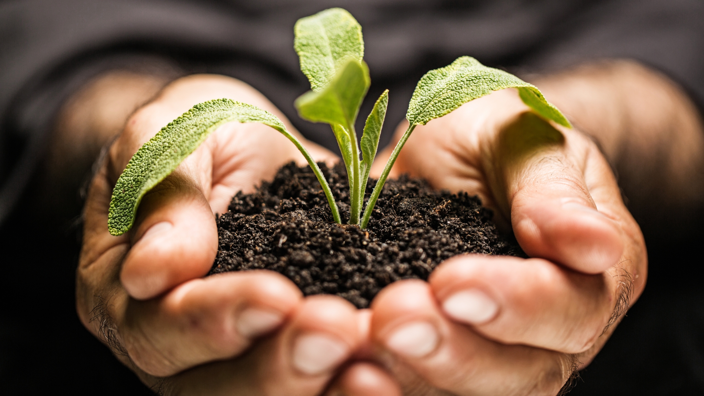 Close-up of a person’s hands holding a growing plant